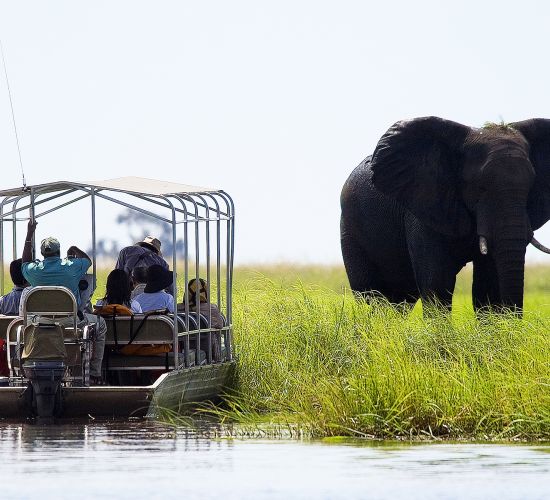 Botswana Wildlife Breakaway