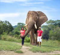 Bush Walk with the Elephant