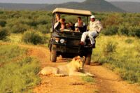 Game drive at Madikwe Hills