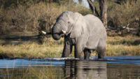 Khwai - Botswana - copyright Scott Ramsay