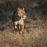 Khwai - Botswana - copyright Scott Ramsay